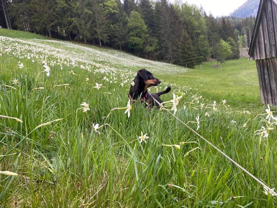 Alpenurlaub II Wohnung Mit Traumausblick Bad Mitterndorf Exteriér fotografie